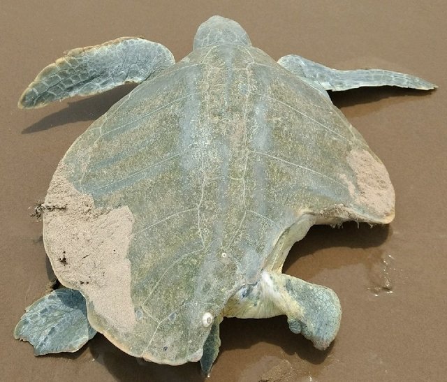這隻海龜媽媽就算外殼被吃掉了一大半，牠依然拼死堅持要上沙灘生蛋…（內有生產過程）