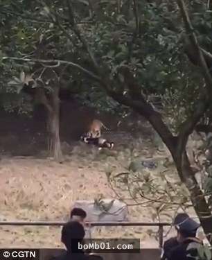 50歲大陸男在動物園裡翻欄跳進老虎山，結果他的下場…