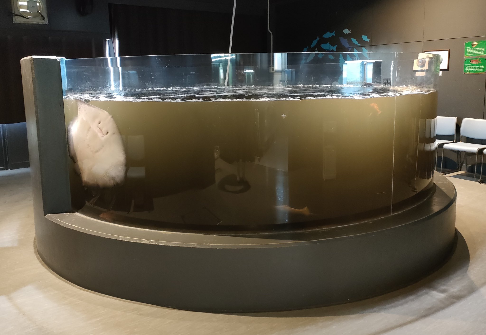 水族館缸被魷魚墨汁「染成一片黑」！　魟魚緊貼缸壁超崩潰：救救偶QQ