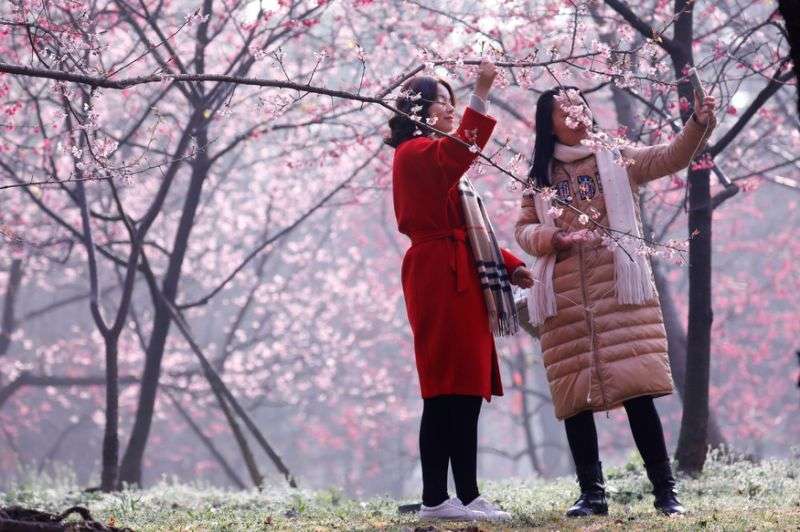 強國推「櫻花旅遊節」宣傳場地超夢幻　民眾買票入場「發現全是塑膠花」氣到快中風