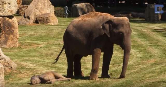 小象躺在地上連媽媽叫牠也不動，保育員也以為牠死掉…衝過去救援後遊客都笑翻了！