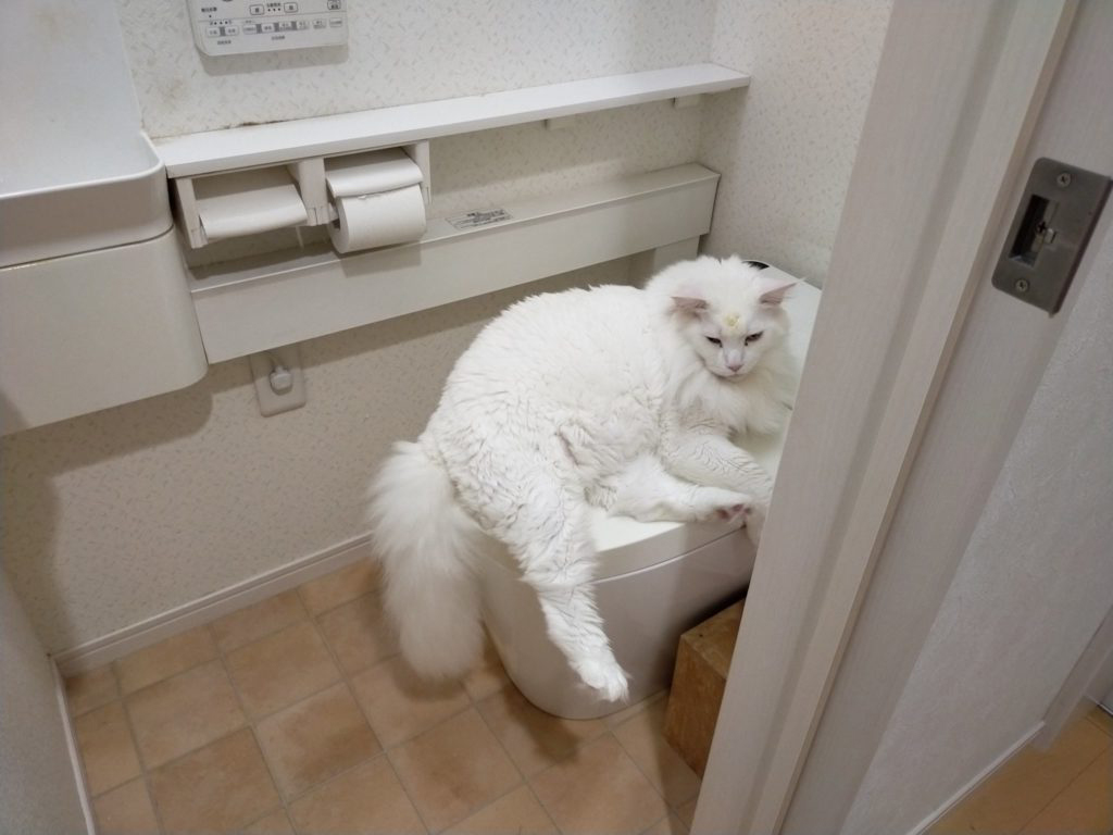 大白貓阻撓3歲弟上廁所！　牠超理直氣壯：摸我才能解鎖馬桶