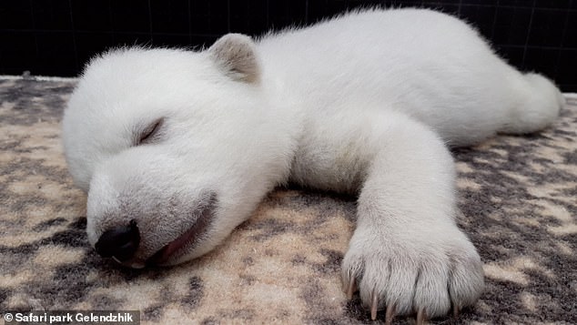 半世紀才50隻！北極熊寶寶「遭親媽拒養」　動物園接手：一定要讓你們長大！