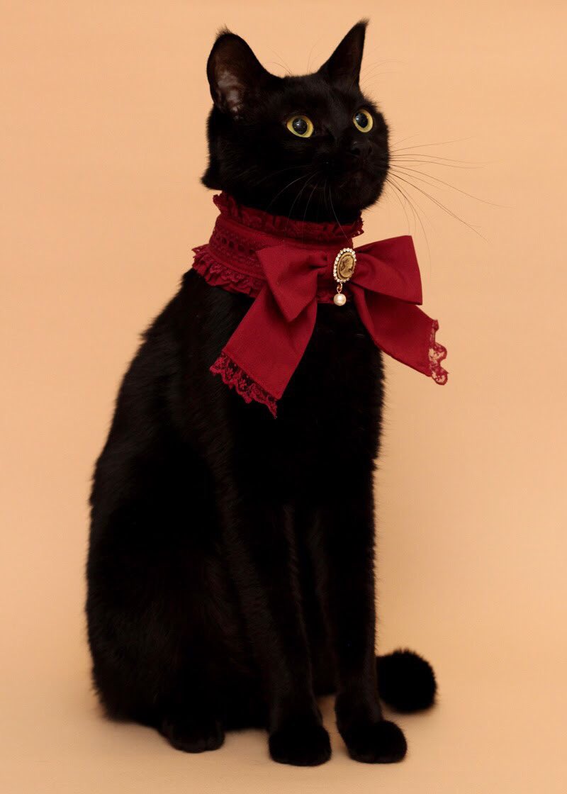 化身貓界貴族！主人為愛貓手作「質感頸圈」　黑貓戴起來秒變時尚小王子♡
