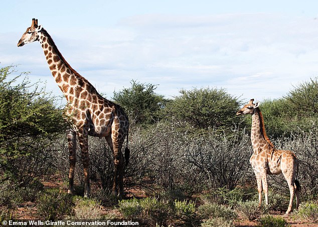 全球最迷你！罕見「短頸鹿」出沒非洲草原　科學家：身高只有長頸鹿一半