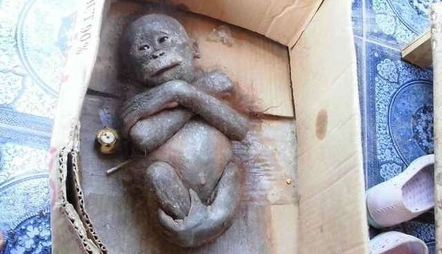 「木乃伊」紅毛猩猩寶寶差一點死掉　獲救後「變超可愛」大家都感動掉淚