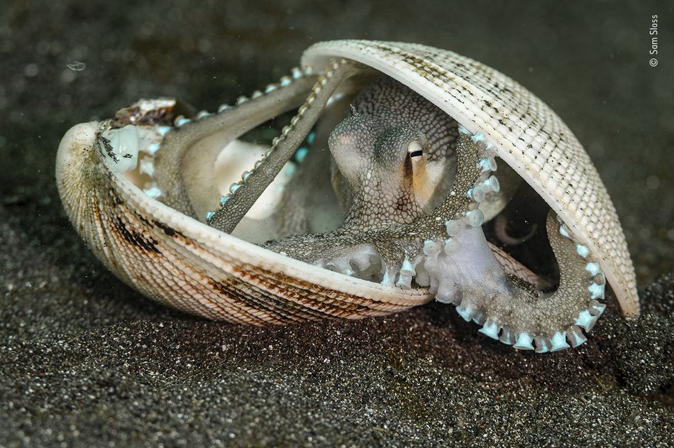 動物永遠有驚喜！　2020年度「野生動物攝影賞」曝最現實一面：章魚把貝殼當租屋
