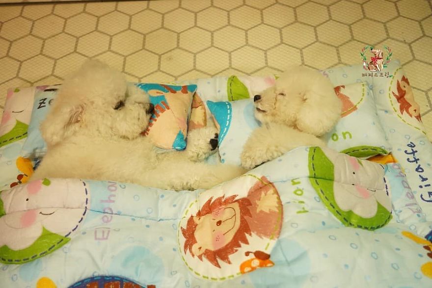 毛孩也懂蓋被被睡搞搞！　韓國「狗狗幼兒園」午睡照片各種激萌畫面