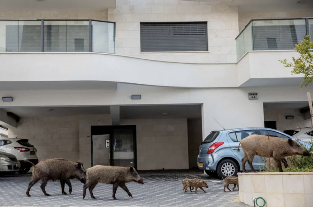 野生豬豬來囉！　以色列隔離期間「城裡到處是野豬」　牠們爽逛街「吃完飯睡午覺」：好愜意～