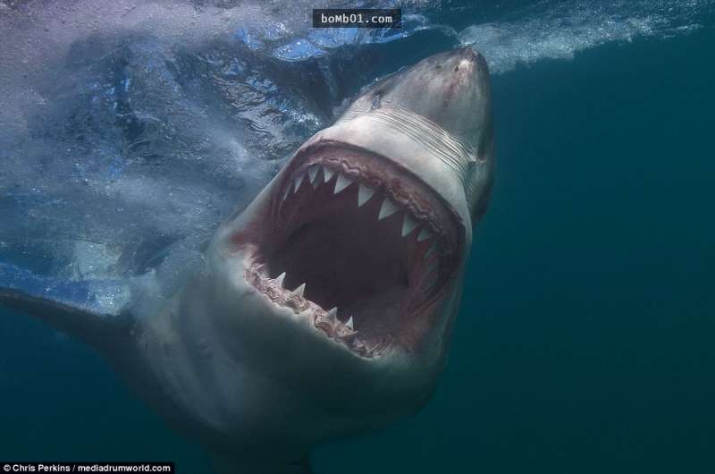 這名男子冒著生命危險拍下「大白鯊張嘴咬他的一瞬間」，結果竟意外發現鯊魚不為人知的秘密！