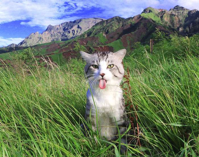 「360度無死角」超級貓模　12萬粉絲每天都被牠治癒到嘴角上揚