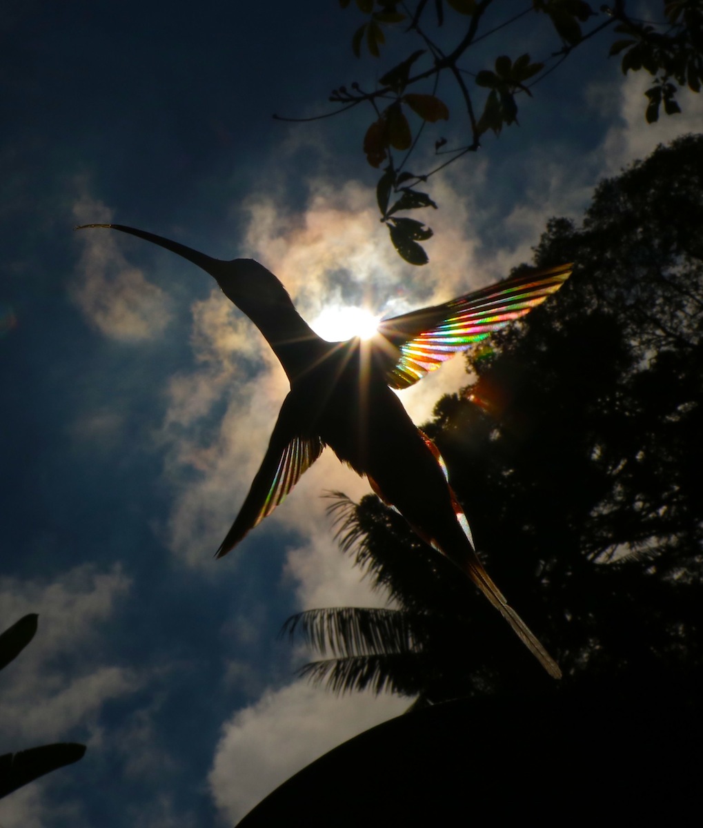 來自天堂的鳥！攝影師拍下蜂鳥「翼稜鏡」　七色彩虹光散射：只有透過鏡頭才看得見！