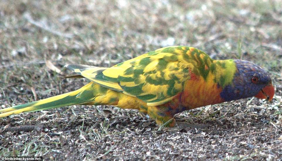 這隻染過毛？極罕「彩虹漸變色」鸚鵡首次現身　整頭五顏六色超華麗
