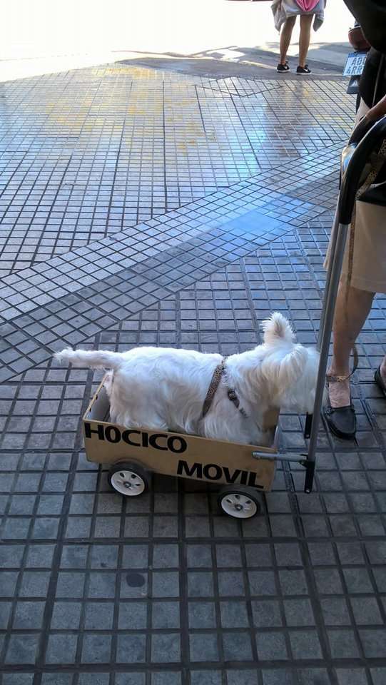 網友看到小狗坐輪椅忍不住上前鼓勵　沒想到主人尷尬回：牠很健康，只是懶惰…
