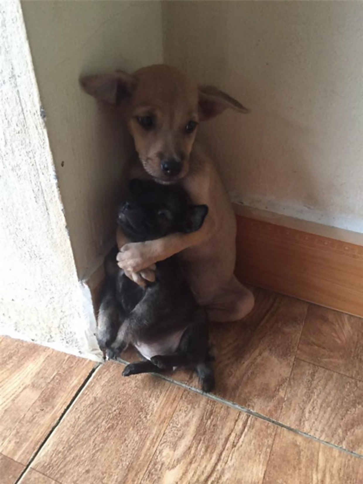 路人在牆角看到這兩隻「緊緊抱一起的小狗」還以為是假的，直到發現「牠們的眼神」才大受震撼！