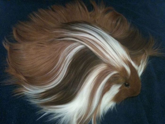 30張「毛髮比你的頭髮還滑順又漂亮」的長毛天竺鼠照片，第二張根本是小仙女啊！