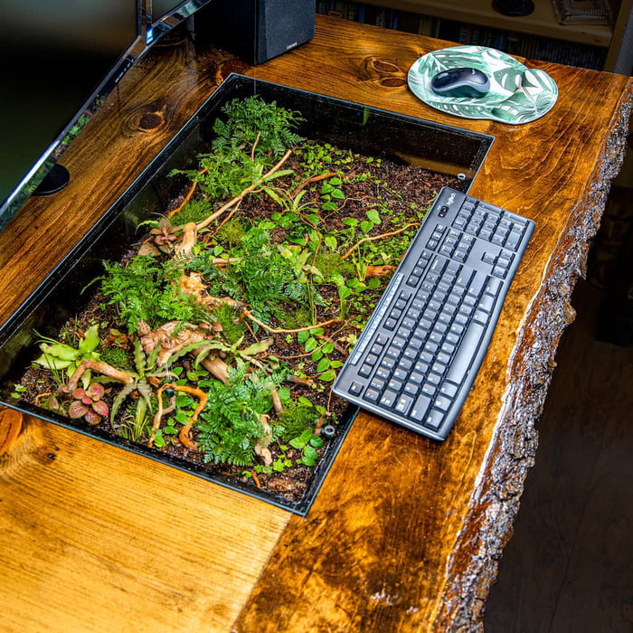 森林系傢俱！　他改造電腦桌成「微型植物園」　辦公也能享受療癒自然世界