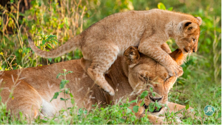 21張證明「牠們的愛跟我們一樣」的動物界母愛照