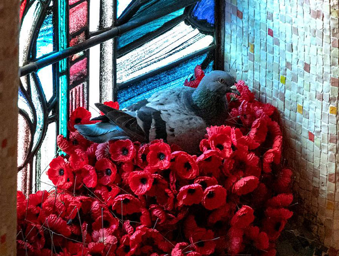 紀念碑上的花朵神秘消失　員工監視發現：原來是被鴿子叼去築華麗的家了