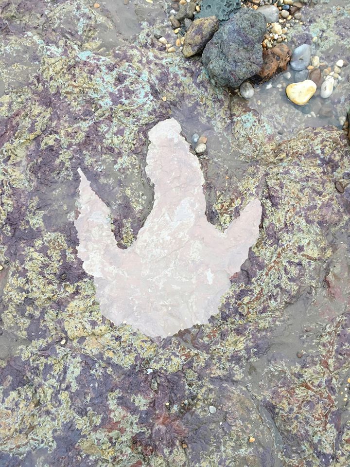 風暴過後的海灘出現「巨獸腳印」　專家驚：1.3億年前的食肉龍留下的