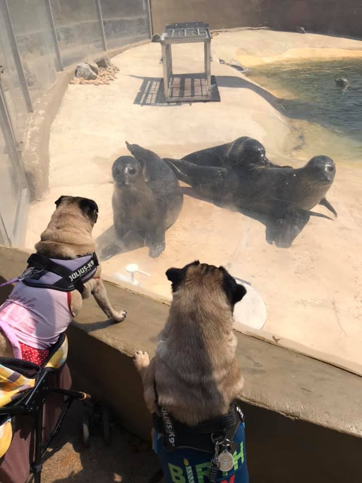 臘腸犬頭戴帽帽「秒變小海豹」　水族館被隔玻璃搭訕：成為麻吉了❤