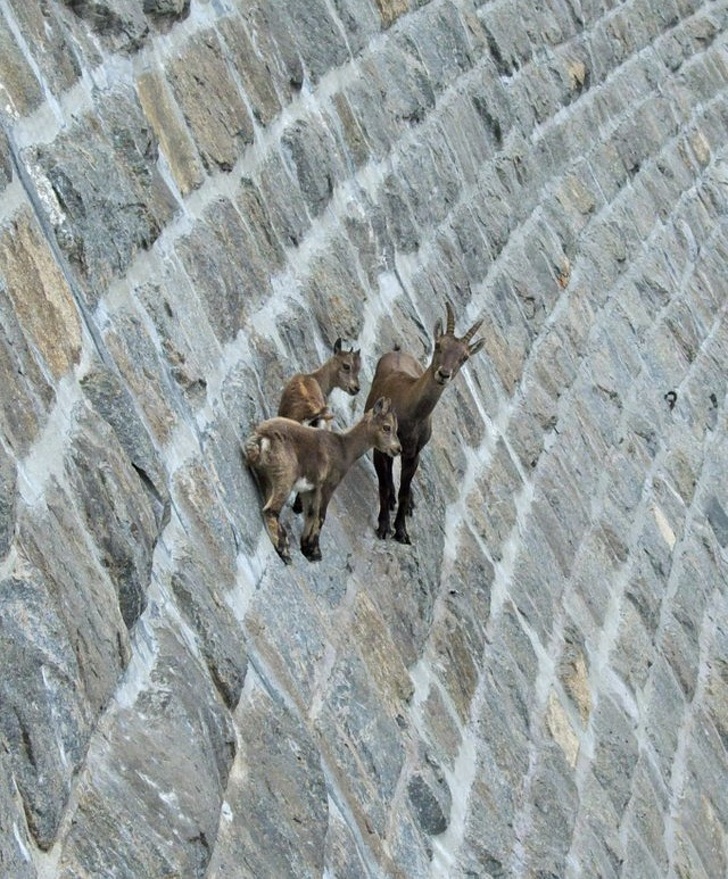 武林高手！　22張說明「山羊會飛簷走壁」的驚人照片：在90度峭壁飛來飛去