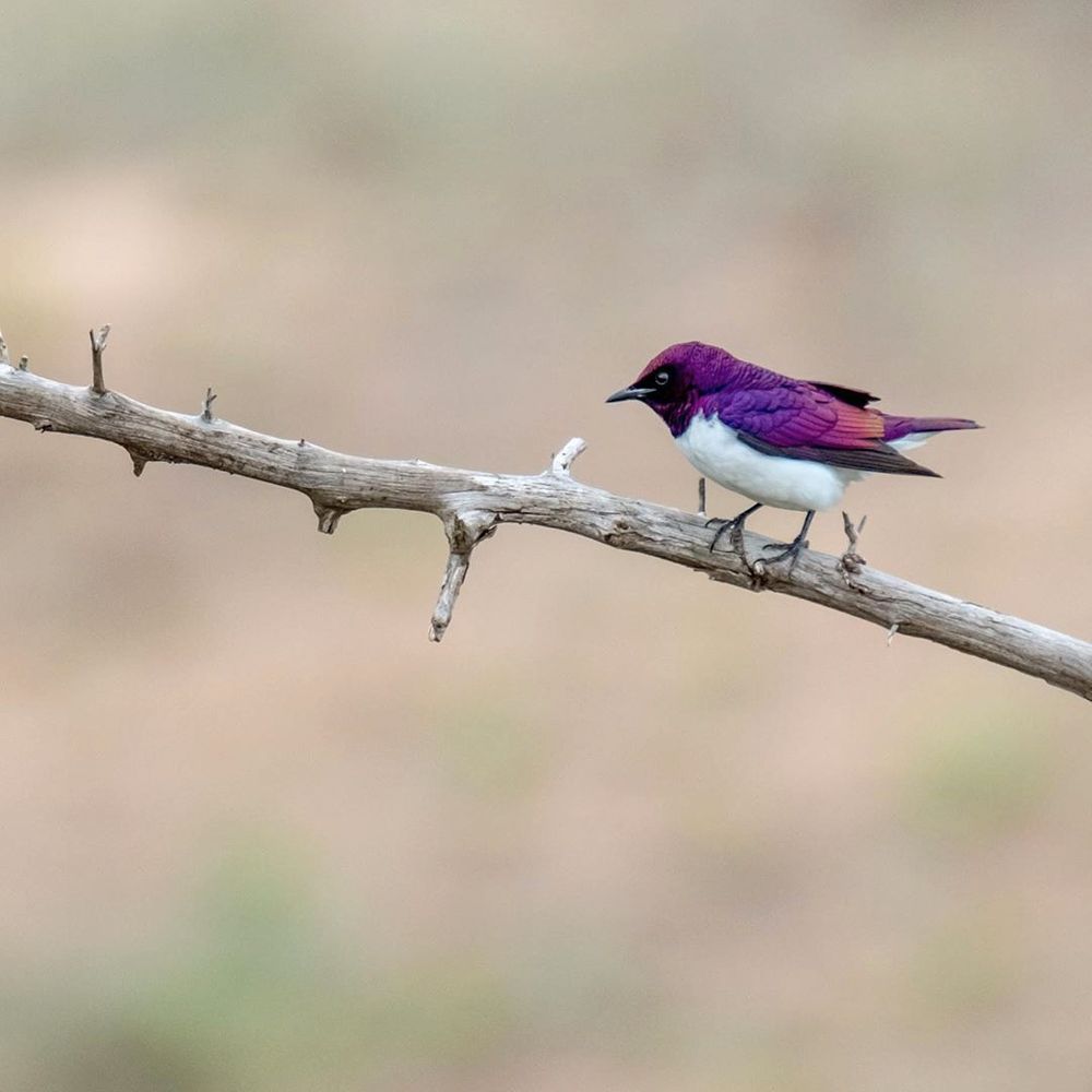 紫色牠全包了！超鮮豔「飛行紫水晶」美到不像真的　身上羽毛還有發光漸層～