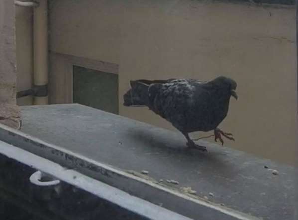 隔離天天餵鴿「獲得信任」　他見「腳上細繩」很驚訝：牠需要我這個朋友！