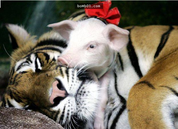 「母老虎喪子動物園竟拿小豬扮老虎代替」原來是虛假的，事情的真相讓大家都想去親眼看一次！