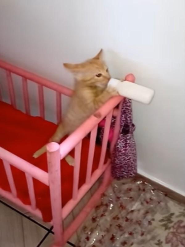 肚肚餓！小橘貓竟躺搖籃「狂吸奶瓶」　網全融化：就是一個人類嬰兒啊～