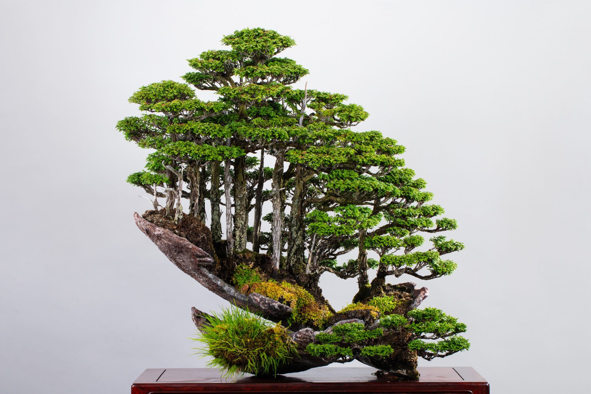 把整座森林種在盆栽裡！　日本「盆景魔術師」蓊鬱傑作超驚人：庭院裡宛如仙境～