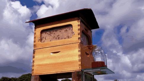 這對父子製作了一個創新的改良蜂箱，讓蜜蜂不再受到干擾也能為養蜂人產蜜…你一定會對他們的貢獻讚賞有加。