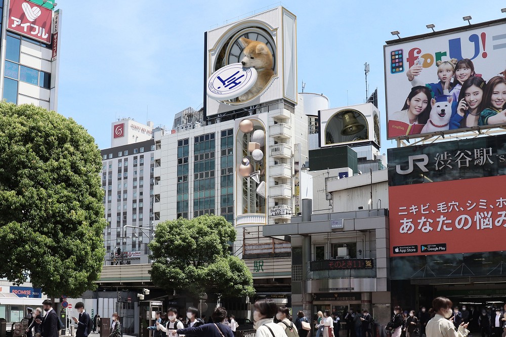 頭上有秋田！巨大「3D秋田犬」亮相東京澀谷　探頭報時「還會咬住飛盤」路人被萌壞
