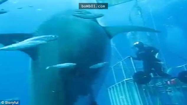 研究人員在海底遇見6公尺的世界最大大白鯊時，他竟然瘋了似地游出籠外…