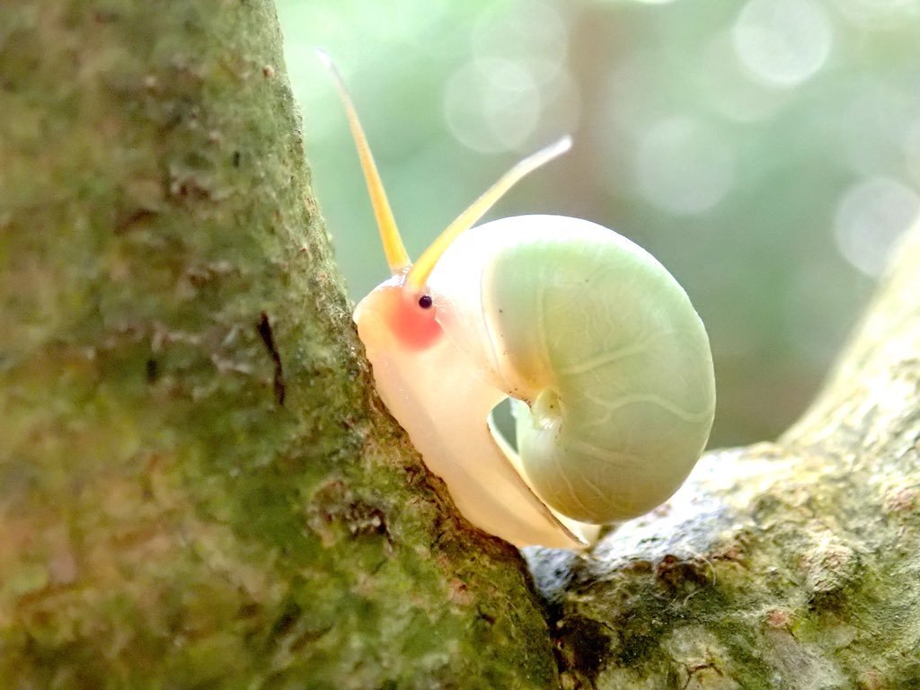 森林中的小精靈！「青蘋果嫩綠蝸牛」只有指尖大小　近看超特別眼睛太可愛