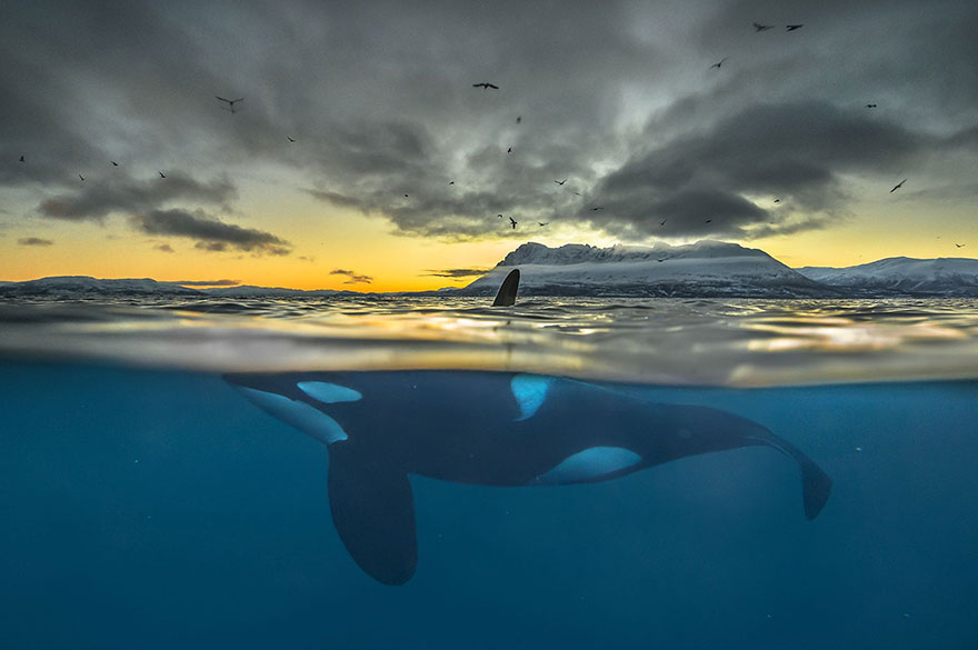 企鵝被海豹吞掉　23張「震撼每一個靈魂」的國際攝影大賽作品