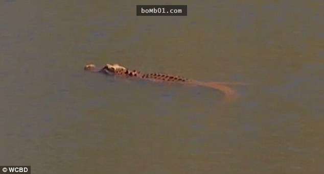 美國河畔出現一隻「激似美國總統川普」的鱷魚，照片一上傳牠已經紅遍整個美國了！