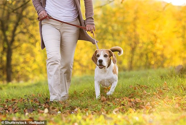 難怪養狗瘦子多～　研究證實「狗狗讓你更健康」養到根本賺到！
