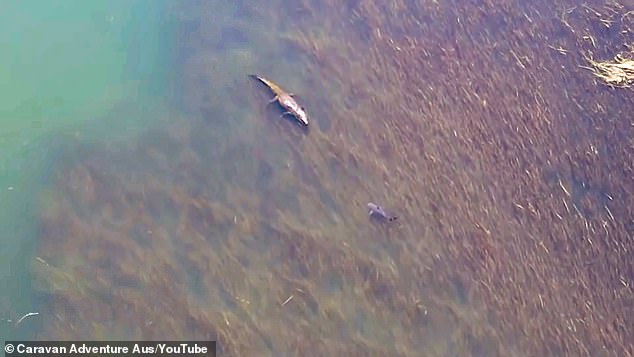 頂尖對決！史前巨鱷水中「對上鯊魚」　攝影者嚇呆：旁邊還有孩子在游！　