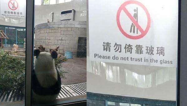 熊貓無視標語直接靠在玻璃上放空　全網笑翻：國寶有心事？