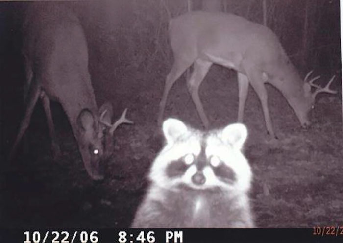 3隻鹿身體貼在一起在幹嘛？　20張「拍到動物也瘋狂」的隱藏攝影機照片