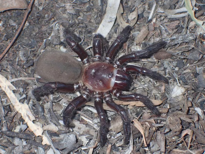 新發現！澳洲出現「巨型蜘蛛」新物種　能在土壤中挖洞超隱蔽
