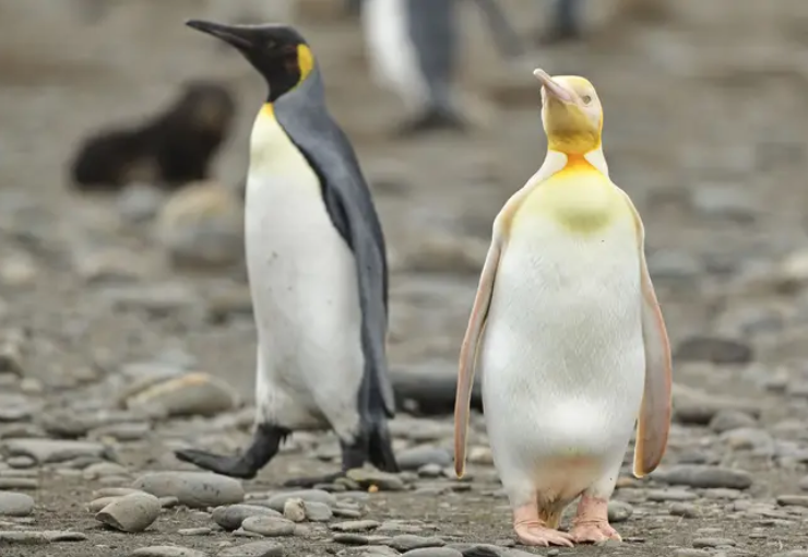 這隻穿錯衣服？南極首見「黃金企鵝」自帶聖光　攝影師猛拍：黑白中一點黃