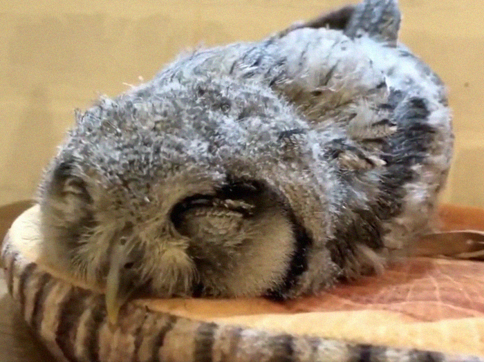 頭太重只能倒著睡！　網分享貓頭鷹寶寶「融化式睡姿」：露鳥仔腳太可愛❤