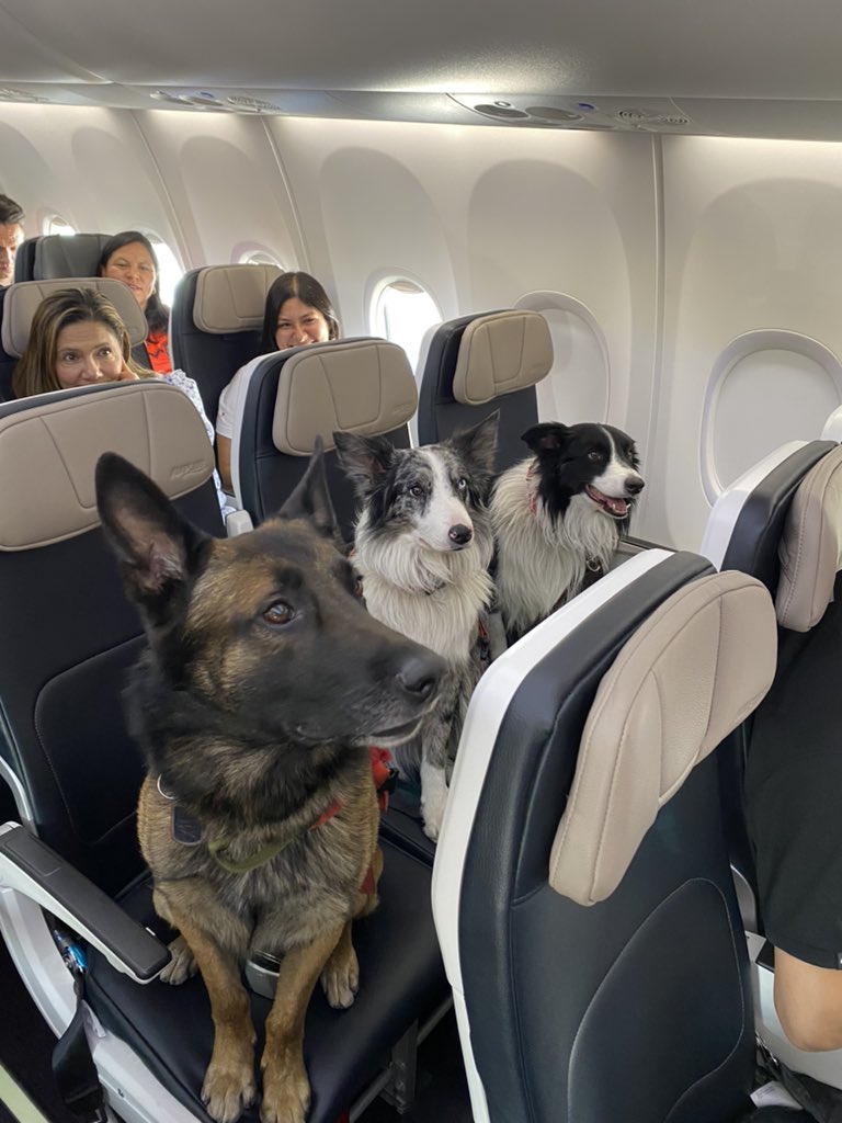 搭飛機巧遇「3隻搜救犬」坐整排超乖！　「發亮眼神+燦笑」融化全網：在備餐齁