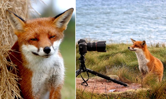攝影師把無助小狐狸當兒子養　牠長大不忘恩人：你是我的把拔