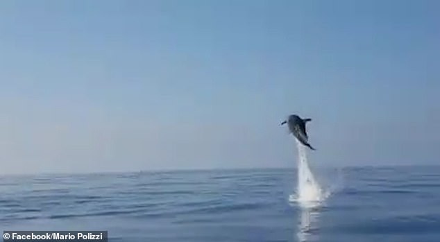 漁民解救小海豚...海豚媽「開心到飛起」　用水上絕技道謝