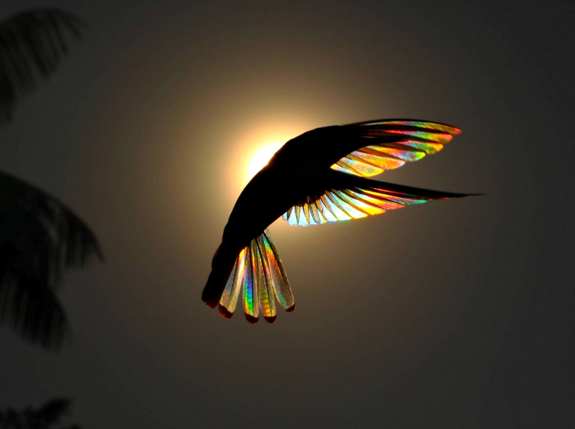 不是後製！攝影師拍下「高速飛行的蜂鳥」　肉眼看不見的「彩虹翅膀」好美