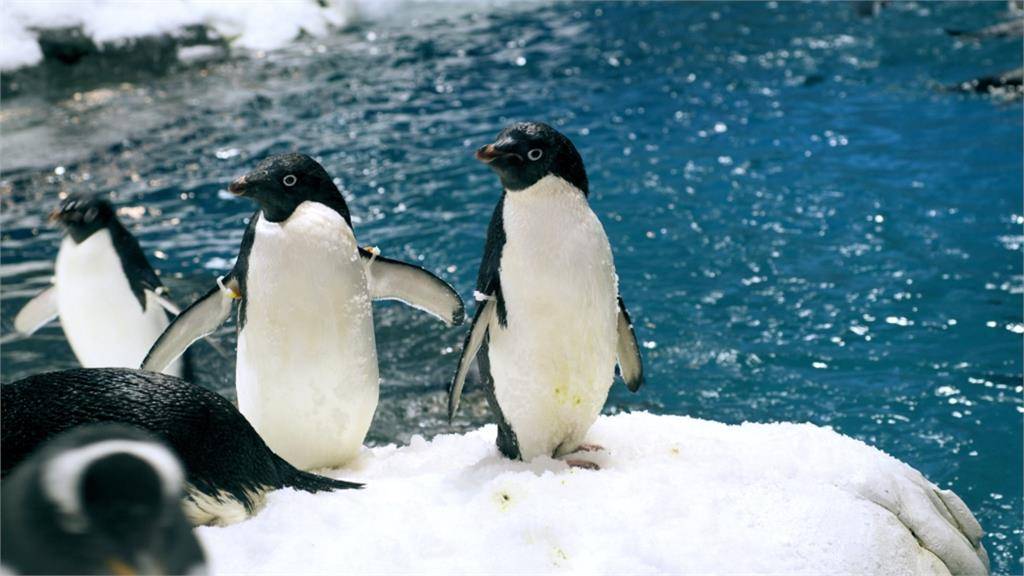 好想養！國立海生館企鵝生太多「36隻企鵝」整批賣　金額資格曝光