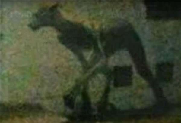「4腳半人獸」出現在阿根廷　路人在半夜拍到照片　網驚：是一種惡魔